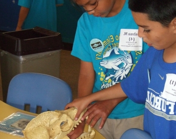 Santa Monica Pier Aquarium Boys Skull
